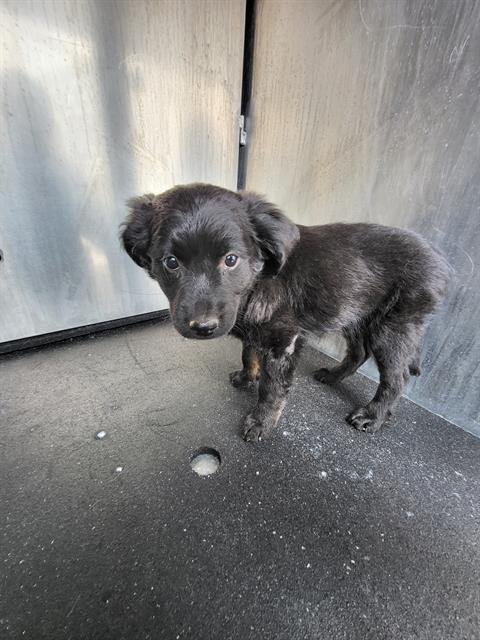 AMELIA - Terrier available for adoption