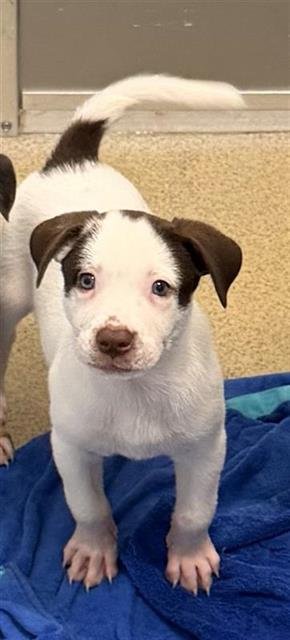 A807300 - Labrador Retriever available for adoption