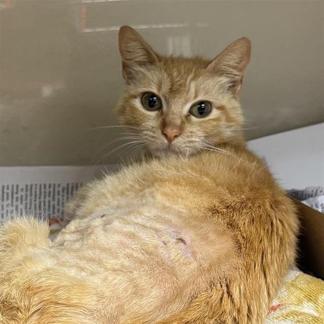 MECHI - Domestic Short Hair available for adoption