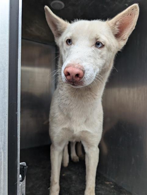 SNOW - Husky available for adoption