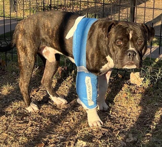 ROSCOE - American Staffordshire Terrier available for adoption