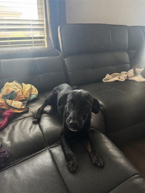 NOVA - Labrador Retriever available for adoption