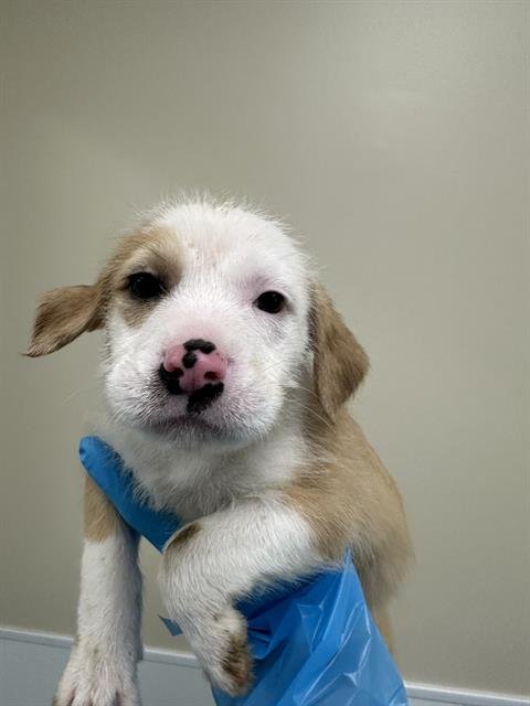 BEETLE - American Staffordshire Terrier available for adoption