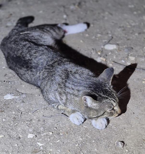 PHIN - Domestic Medium Hair available for adoption