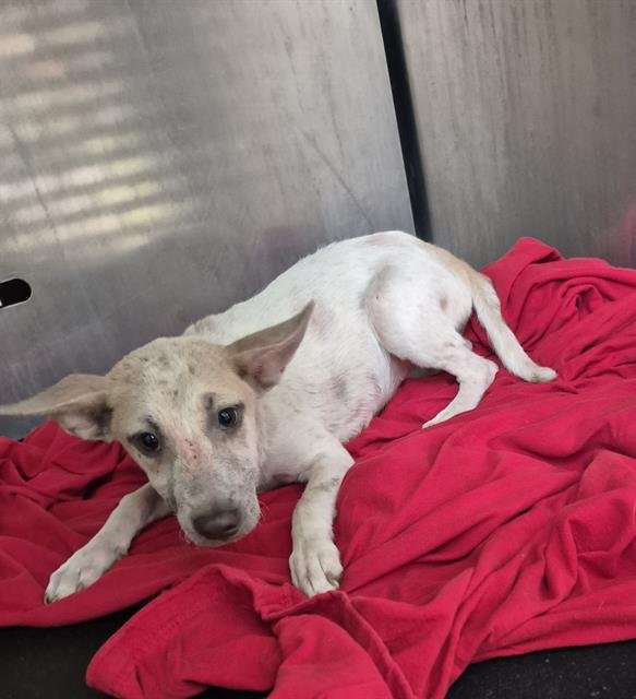 NICKI - Labrador Retriever available for adoption