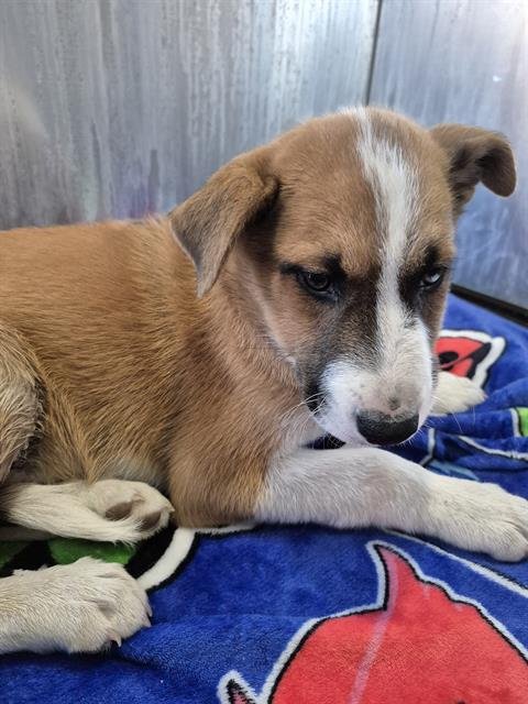 DUST - Labrador Retriever available for adoption