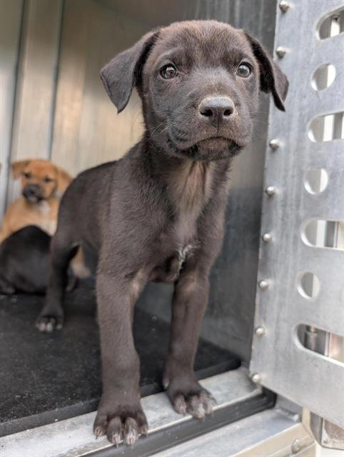SALVATORE - Labrador Retriever available for adoption