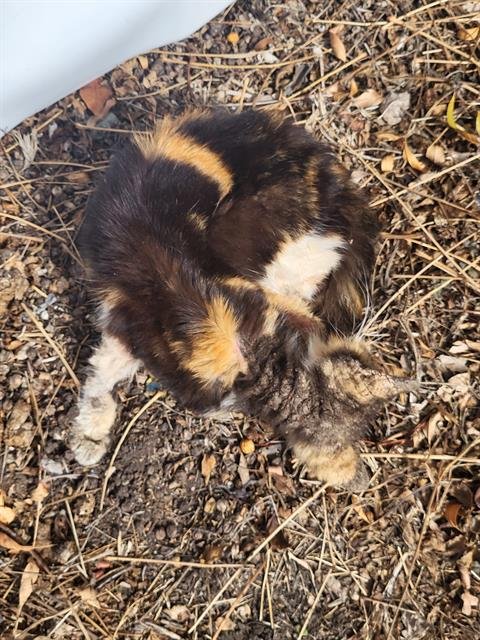 ROSIE - Domestic Short Hair available for adoption