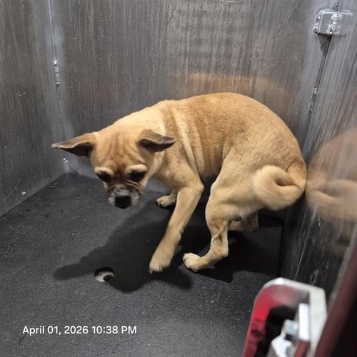 VIOLA - Pug available for adoption