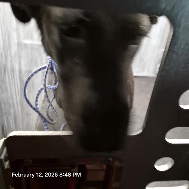 BONITA - Terrier available for adoption