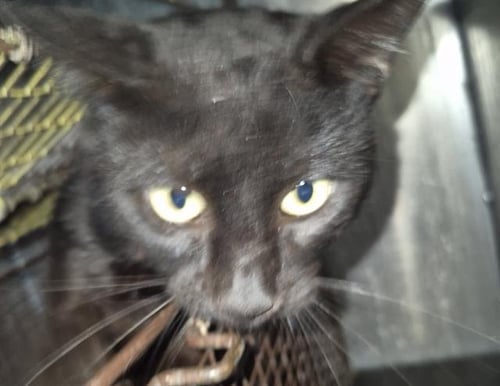 RIVAS - Domestic Medium Hair available for adoption