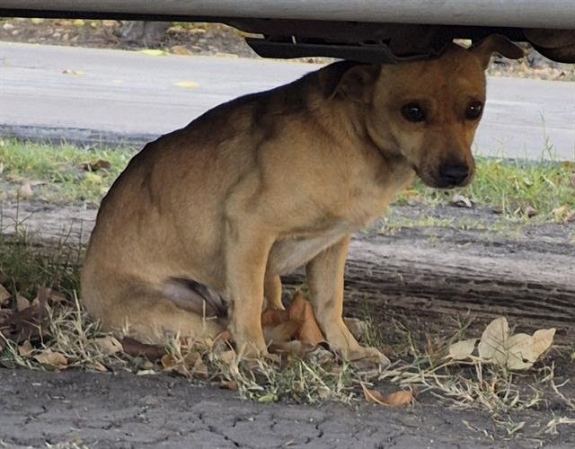 ROCKY - Chihuahua available for adoption