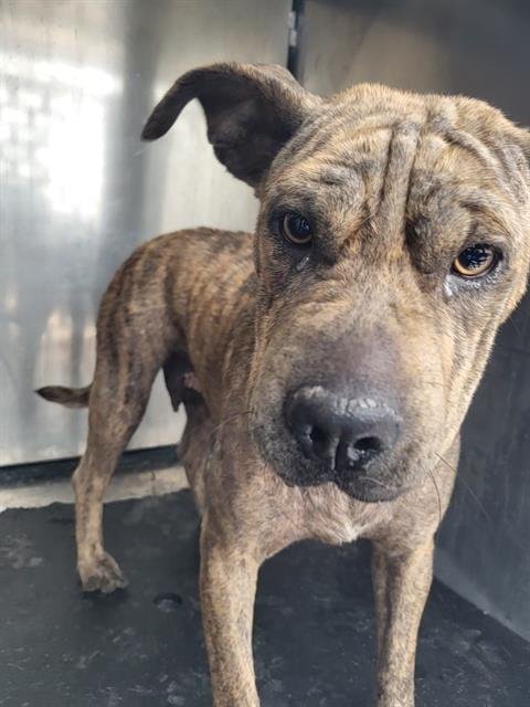 SADE - Terrier available for adoption