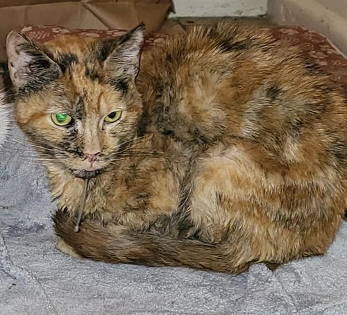 BEBE - Domestic Short Hair available for adoption