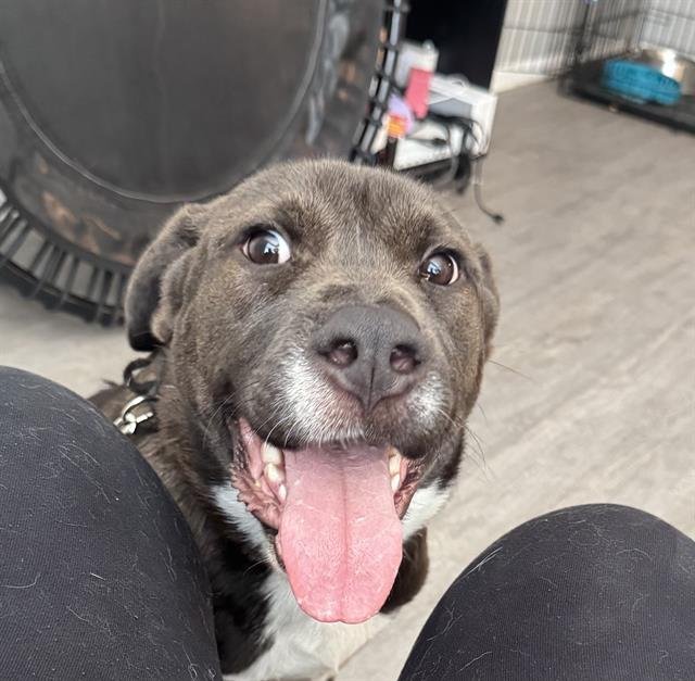 RONAN - Rhodesian Ridgeback available for adoption