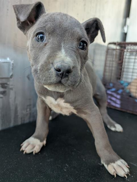 TIPSY - Staffordshire Bull Terrier available for adoption
