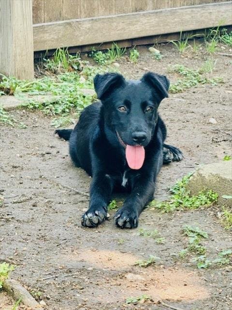 ASTROPHEL - Australian Shepherd / Belgian Shepherd Malinois available for adoption