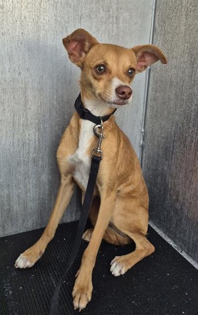 WINSTON - Chihuahua available for adoption