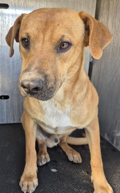 BLAZE - Labrador Retriever available for adoption