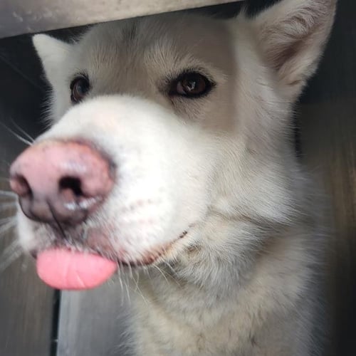 BEAR - Husky available for adoption