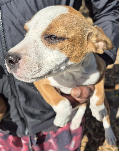 ABILINE - Terrier available for adoption