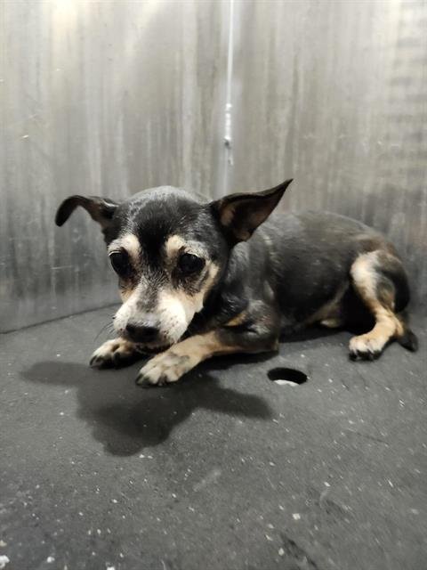 DELGADO - Chihuahua available for adoption