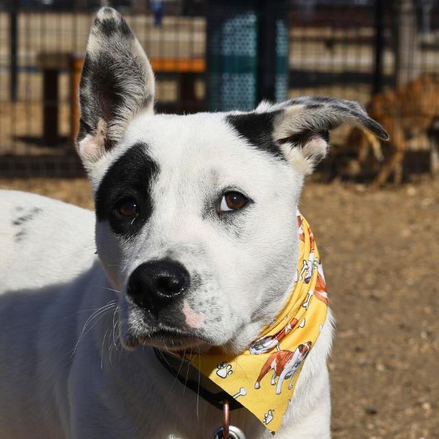 LALO - American Staffordshire Terrier available for adoption