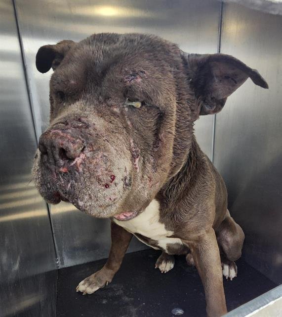 BOUNCER - American Staffordshire Terrier available for adoption