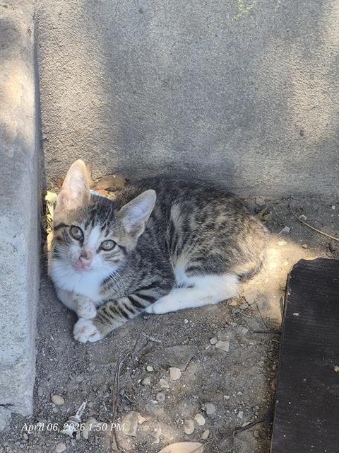 AUDI - Domestic Short Hair available for adoption