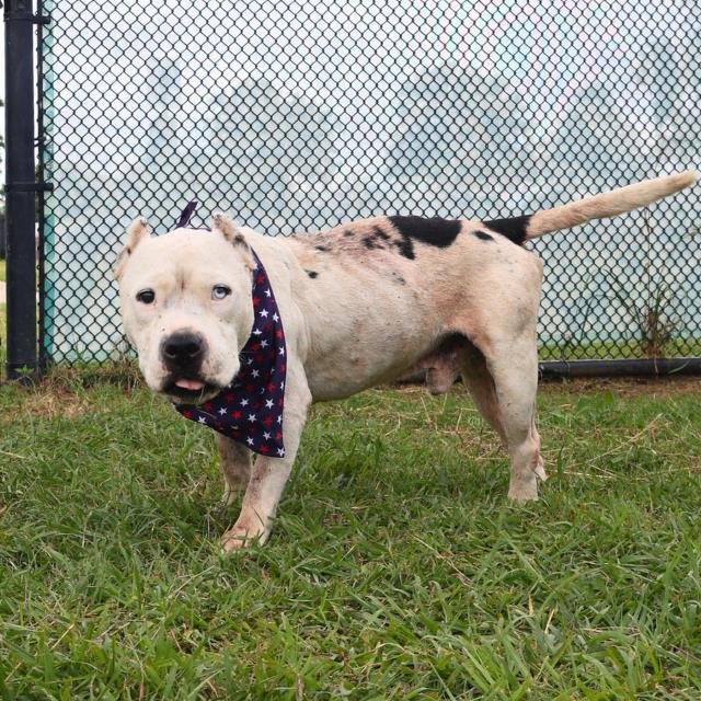 KINGSTON - American Staffordshire Terrier available for adoption