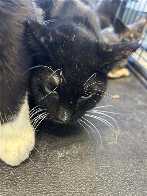 A796091 - Domestic Short Hair available for adoption