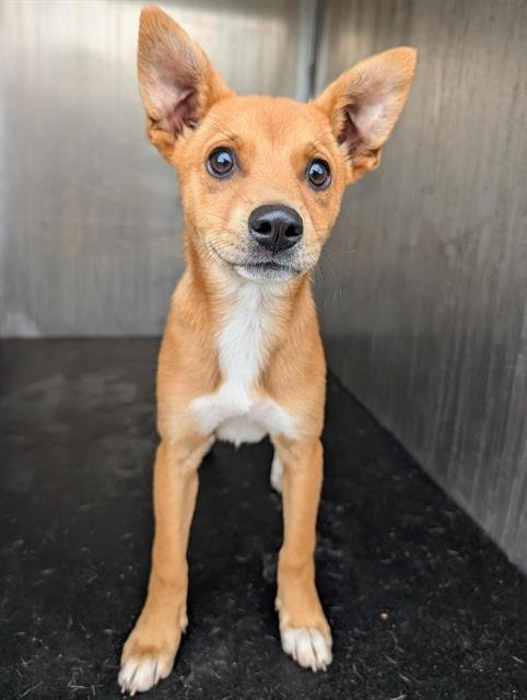 SCOUTY - Chihuahua available for adoption