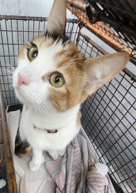 CHIFLADA - Domestic Short Hair available for adoption