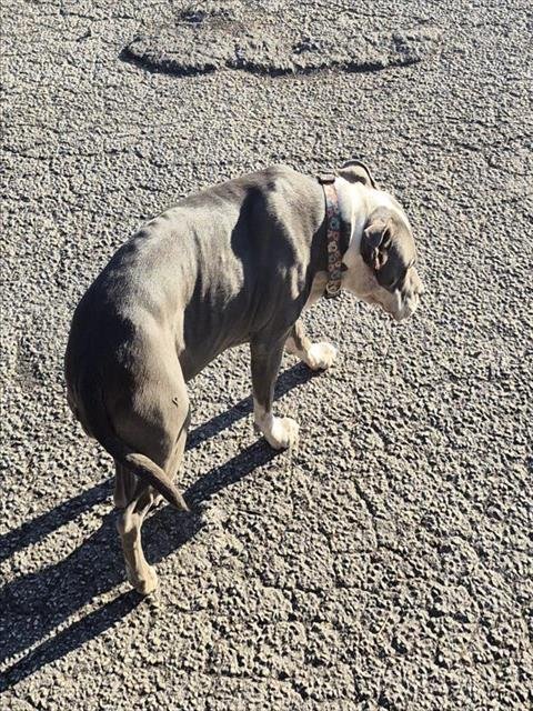 LIMA - American Staffordshire Terrier available for adoption