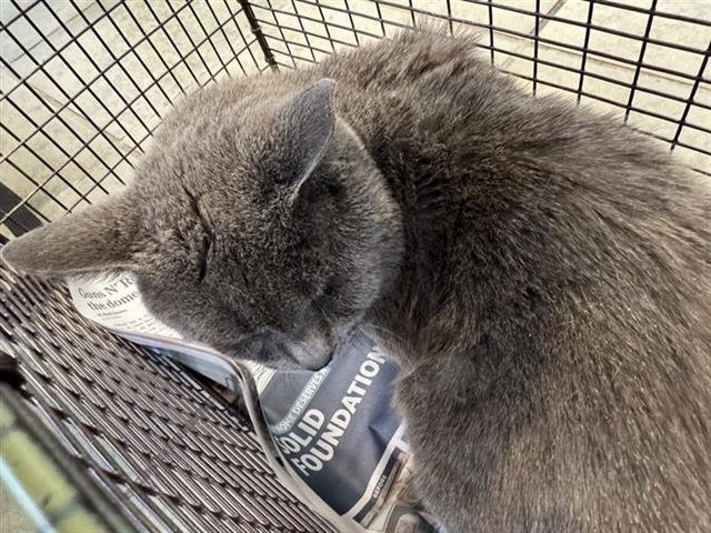 ARCHIBALD - Domestic Short Hair available for adoption