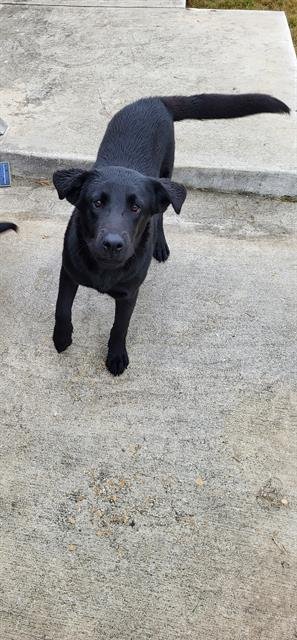 RAVEN - Labrador Retriever available for adoption