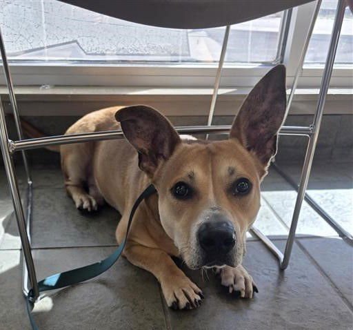 ROCKY - Dachshund / American Staffordshire Terrier available for adoption