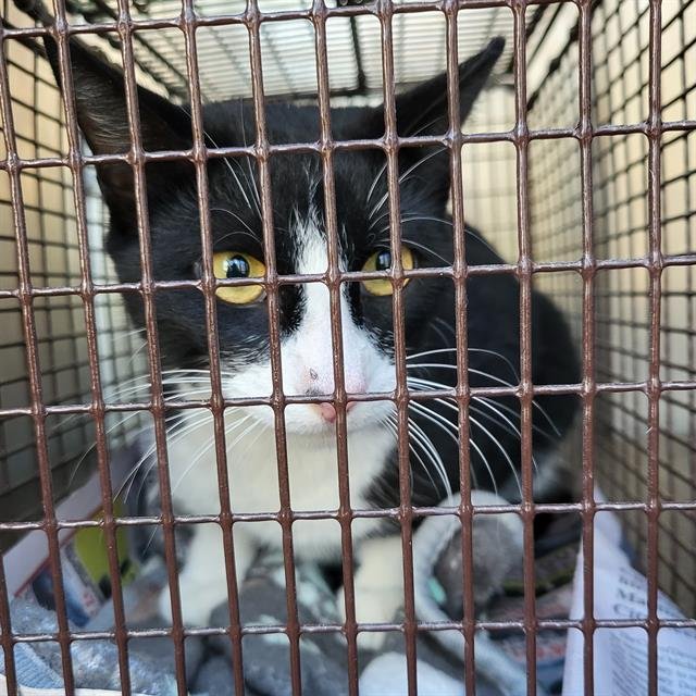 SPOTTY - Domestic Short Hair available for adoption