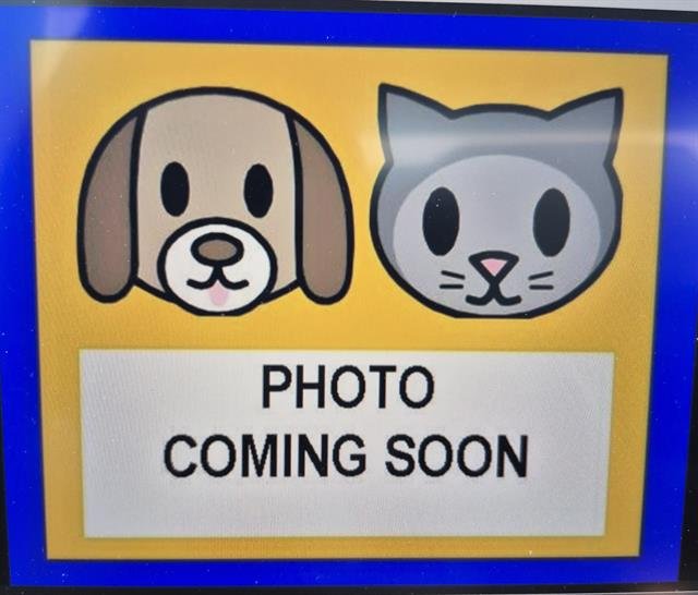 TWIN - Terrier available for adoption