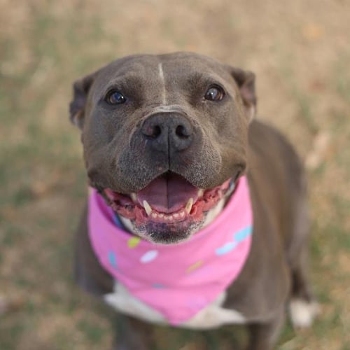 SWEET PEA - American Staffordshire Terrier available for adoption