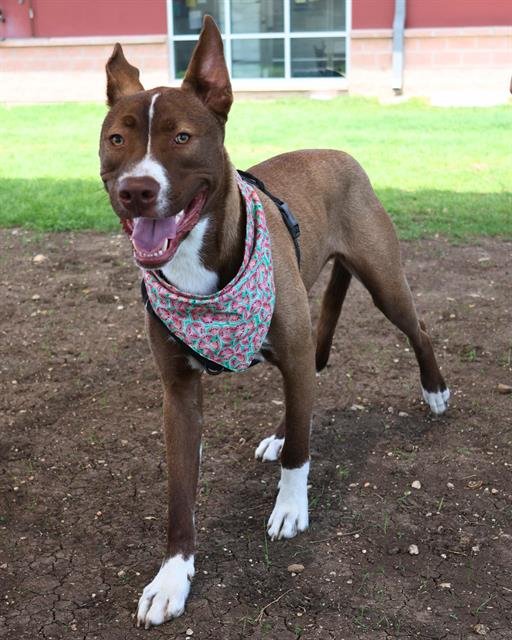 DOGGIE - Labrador Retriever available for adoption