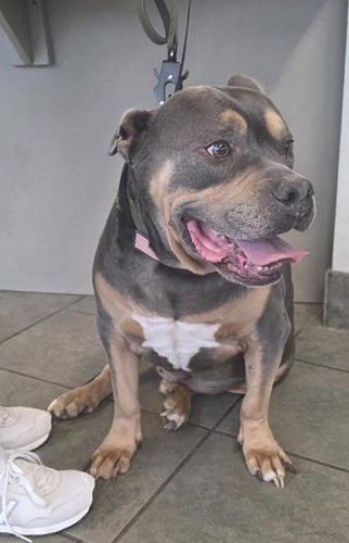 AMMO - American Staffordshire Terrier available for adoption