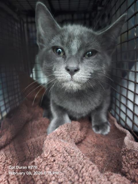 STORM - Domestic Short Hair available for adoption