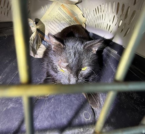 SCOTT - Domestic Short Hair available for adoption