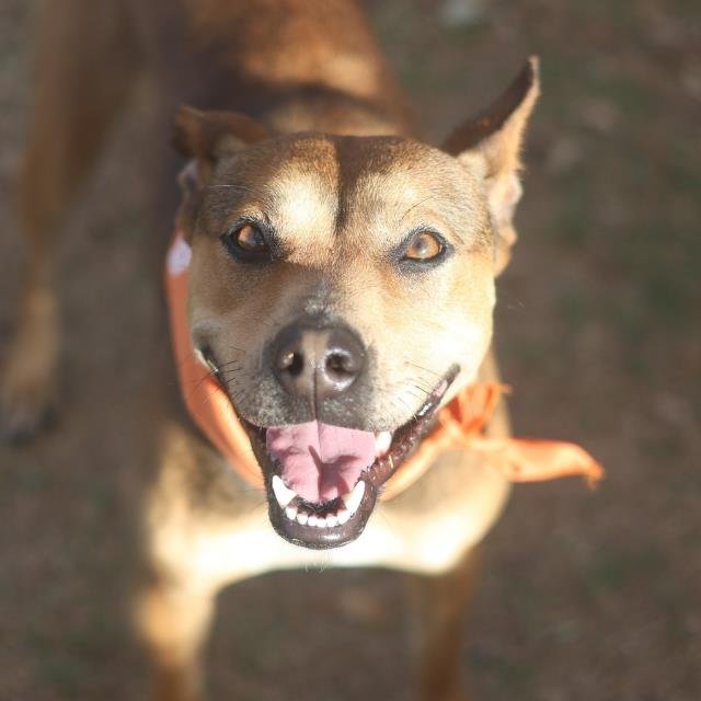 ROXIE - Terrier available for adoption