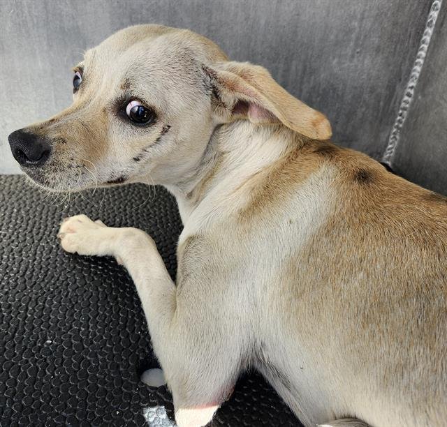 BETTY - Terrier available for adoption