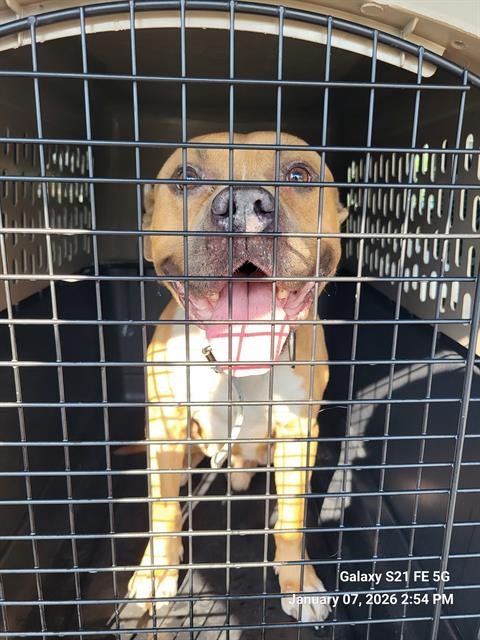 RU - American Staffordshire Terrier available for adoption