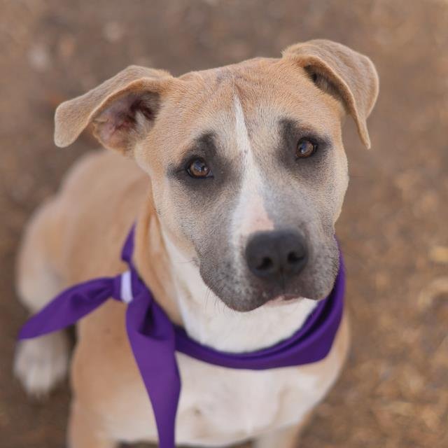 SAMMY - American Staffordshire Terrier available for adoption