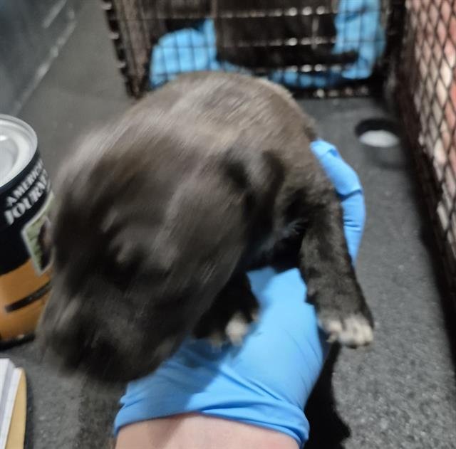 BEAN - Rottweiler available for adoption