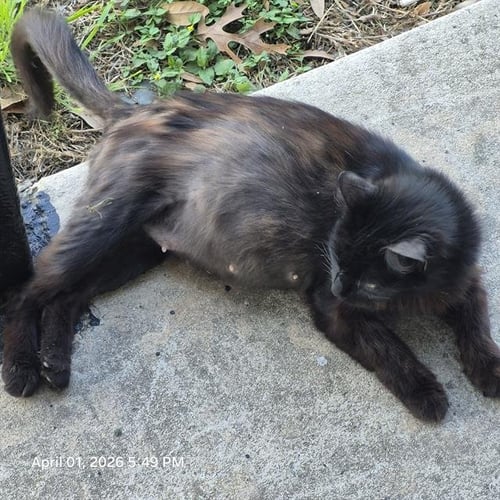 MAGNOLIA - Domestic Short Hair available for adoption